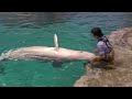 ベルーガ　朝のルーティンが続いています　【名古屋港水族館】beluga port of nagoya public aquarium