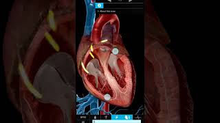 Human Heart 🫀 3d animated Working #shorts