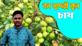 বন সুন্দরী বা থাই আপেল কুল চাষ|| #krishikormo