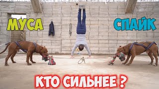 ЧЕМ ЗАКОНЧИЛОСЬ ПРОТИВОСТОЯНИЕ ПИТБУЛЕЙ СПАЙКА \u0026 МУСЫ !!! Кто сильнее .... ??? Разгадка близка !!!