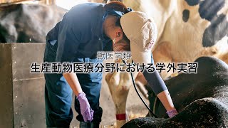 酪農学園大学　獣医学類　生産動物医療分野における学外実習　｜　獣医学類　実習紹介