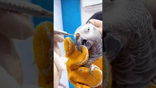 Rhinoliths Removal 🦜#ytshorts#satisfying #birds care #botfly #pets #animals