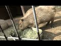 カピバラ　 須坂市動物園 長野県