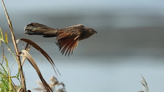 東港溪的番鵑Centropus bengalensis （2023 12 15）