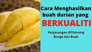 Sifu Durian BAB 66 | Tutorial Penjarangan @Thinning Bunga Durian (D158 Tangkai Panjang/Kan Yau)