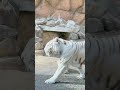 東武動物公園のホワイトタイガーの赤ちゃんを見てきた