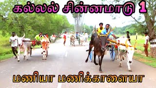 சின்னமாடு பிரிவு -1 கல்லல்   25-10-2022 chinnamadu set-1 kallal pt reckla race