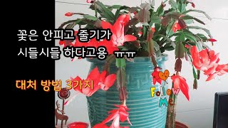 게발선인장 꽃은 안피고 줄기가 시들시들 하다면 대처방법 3가지??? (#게발 #가재발 #선인장 #개화 #크리스마스 #잎이 #꽃잎 )