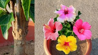 easy way to get 4 multiple color hibiscuses flower in 1 plant | hibiscus multiple grafting
