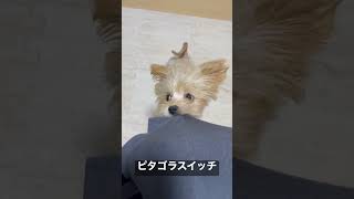 ピタゴラスイッチ犬#ポメプー#犬#服伸びる