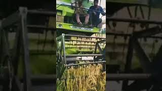 Big Paddy cutting machine,ಭತ್ತ ಕೂಯುವ ಯಂತ್ರ