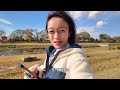 京都vlog｜独自坐上通往深秋的列车 最美的枫叶日落 梦中的银杏雨 最后也是最舒适的一周