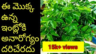 Multi Vitamin Plant|ఈ మొక్క ఉన్న ఇంట్లోకి అనారోగ్యం దరిచేరదు|Chakramuni Plant Health Benefits