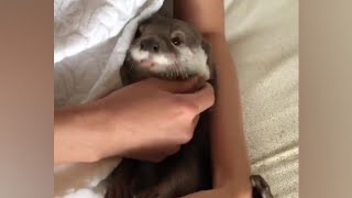 Otter Genki making pampering noise 😂🦦🥰|Cute Otter