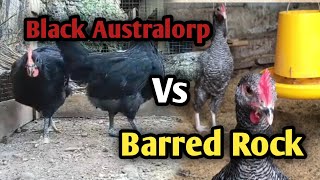 Ayam Black Australorp Dan Barred Rock Masih Ada Di Kandang SAHABAT FARM 🔴