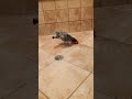 my african grey hogs the shower 🦜