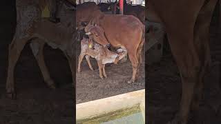 Duniya ka sabse khubsurat video #cow #love #gaumata #maa