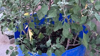 Harvesting Lamb’s Quarters or Bathu ,🌿🌿Bathua ||Organic Gardening with Santosh ||