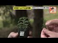 実は20年以上前から進む、花粉少ない木の研究　全面植え替えは一体いつになるのか？