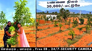 🔥30,000 /- Low Budget Farm Land For Sale Tamil | பண்ணை நிலம் விற்பனைக்கு | Tirunelveli - 9994567311