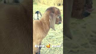 Adorable baby goat 🥰😍 #shortsfeed #goat