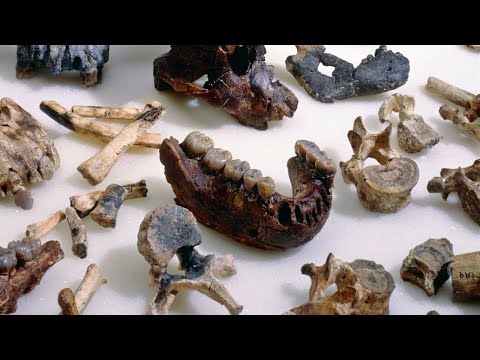 Was the first human named Lucy?