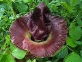 amazing stinky flower of elephant foot yam stink lily amorphophallus paeoniifolius