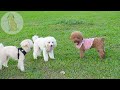 dog tv video entertain calm dog anxiety u0026 stress for dogs when home alone relax music for dogs