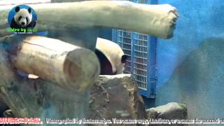 20150718團團向圓仔磨頭撒嬌示好 The Giant Panda Tuan Tuan and Yuan Zai