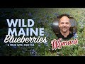 Wild Maine Blueberries, Touring Wyman's with Chef Tim