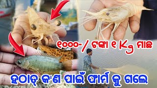 ହଠାତ୍ କ'ଣ ପାଇଁ 😱ଫାର୍ମ କୁ ଗଲେ//Fish Farming in Odisha//Village Life style 💞//#villagelife #comedy