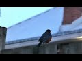 american robins on the block hold council at dusk