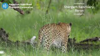 Encounter the beauty of Shergarh Sanctuary, Baran with RSRTC