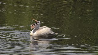 Nelapattu bird sanctuary  informative video