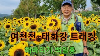 울산남구 울산구경 여천천 트래킹 태화강역 태화강국가정원 해바라기 백일홍 휴tv325