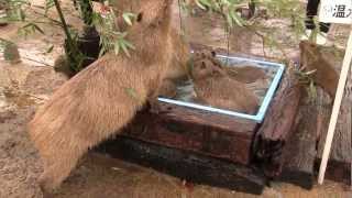 カピバラ　（阿蘇ファームランド篇）お風呂の時間は大混乱②