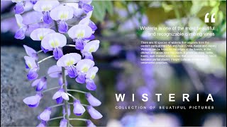 Amazing Wisteria flower | Beautiful music | Nature with me