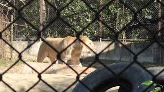 とくしま動物園に行って来た☺子ライオンのパーチェ、もう子ライオンとは言えない大きさですが😅