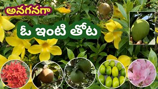 అనగనగా ఓ ఇంటి తోట|Home 🏡 garden@Prakruthitho mamekam