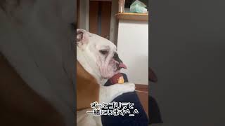 ゴリラ🦍お気に入り🐶#short #dog#bulldog