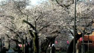 桜ドライブ　in　飯田市大宮通り