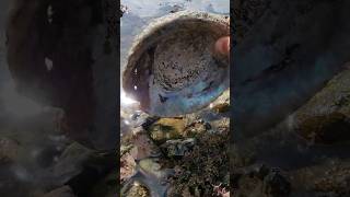 First Time Seeing an Abalone Shell!  |ครั้งแรกที่ได้เห็นเปลือกหอยเป๋าฮื้อ!