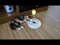 Gato brincando com cat ball - Gatil Hauser