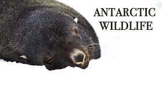 Antarctic Wildlife 6K (HDR) - Scenic Wildlife Relaxation Film with Peaceful Relaxing Music