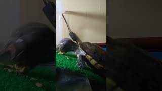 How do I feed my #pet  🐢 like this!!!