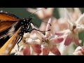 Monarchs & Milkweed - Yosemite Nature Notes - Episode 24