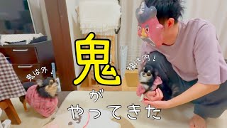 節分当日に鬼がやってきた！？反応は‥？ #犬のいる暮らし