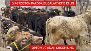 QIRG’IZISTON PARODA BUQACHALAR YETIB KELDI ULGURIB QOLING ARZON NARXLARDA.