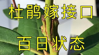 高山杜鹃嫁接  看看 “嫁接口”百日后的生长状况   Rhododendron Grafting after 100 Days