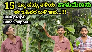 ಕಾಳುಮೆಣಸಿನ ವಿವಿಧ ತಳಿಗಳು, Different varieties of black pepper. 25 ಕ್ಕೂ ಹೆಚ್ಚು ತಳಿಗಳು.